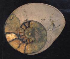 nautilus fossil